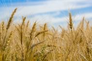Benefits of barley for gut health. (Image credits: Pexels/ Louise Cornelissen)